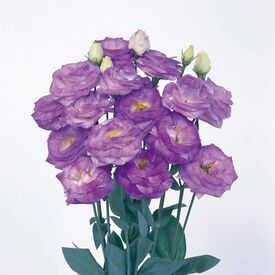 Rosita 2 Blue Flash, (F1) Lisianthus Seeds